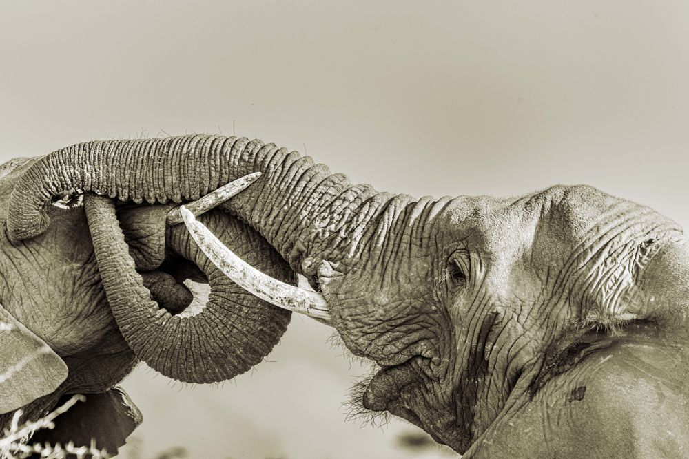 Trunk Gestures Photography Art | kramkranphoto