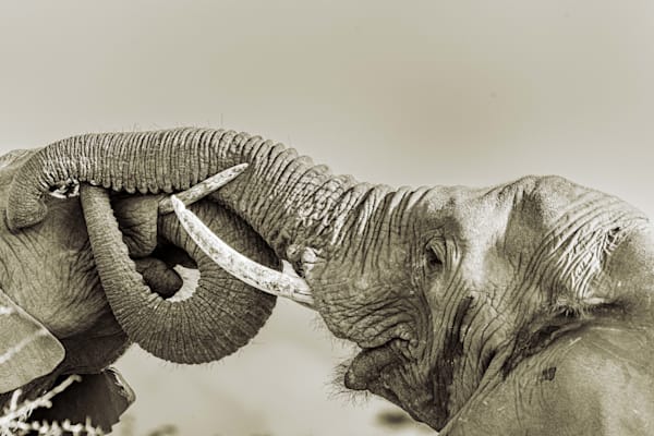 Trunk Gestures Photography Art | kramkranphoto