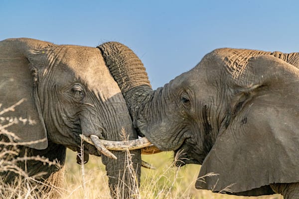 Dance Of Love Photography Art | kramkranphoto