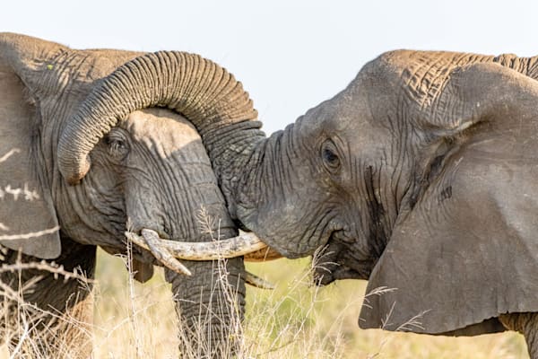 Elephant Memories Photography Art | kramkranphoto