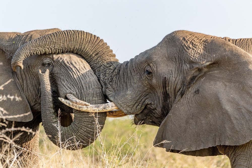 A Mother's Love Photography Art | kramkranphoto