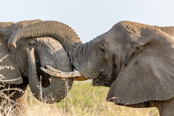 A Mother's Love Photography Art | kramkranphoto