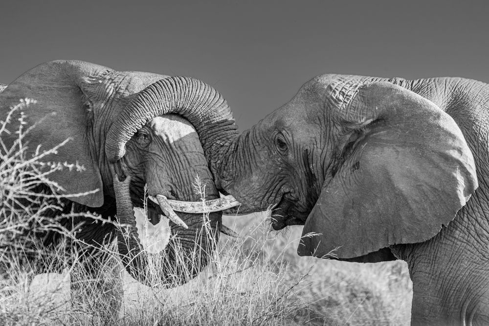 Momma Love Photography Art | kramkranphoto