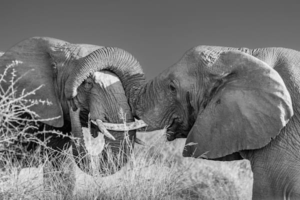 Momma Love Photography Art | kramkranphoto