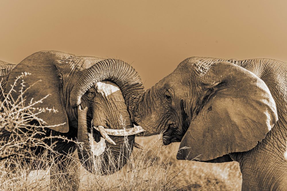 Tangled In Love Photography Art | kramkranphoto