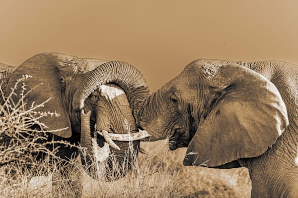 Tangled In Love Photography Art | kramkranphoto