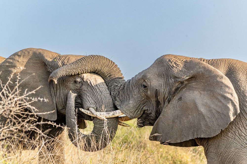 Trunk Poppin Photography Art | kramkranphoto