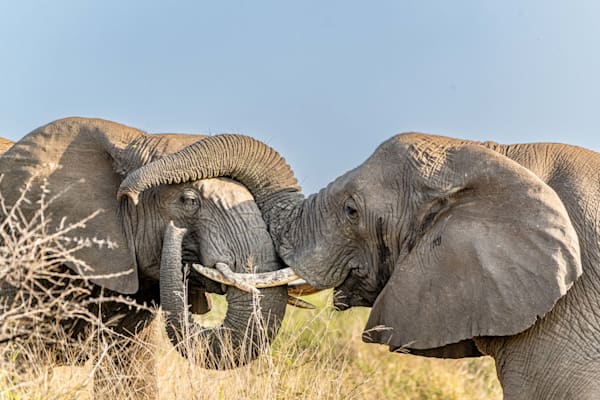 Trunk Poppin Photography Art | kramkranphoto