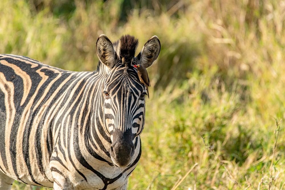 Zulu Nyala Zebra Photography Art | kramkranphoto