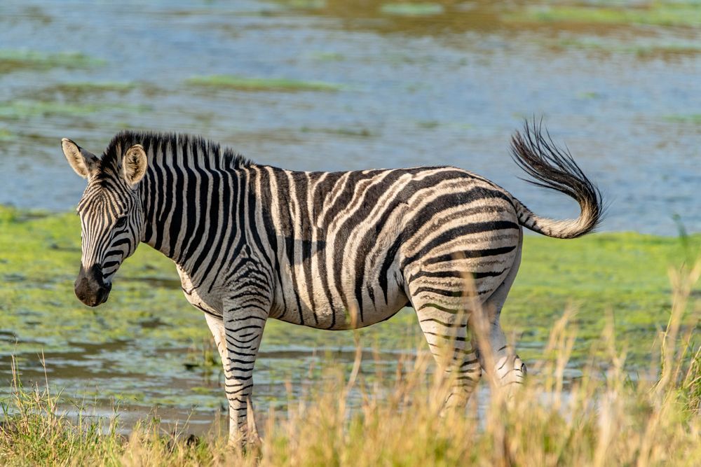 Zulu Zebra Photography Art | kramkranphoto
