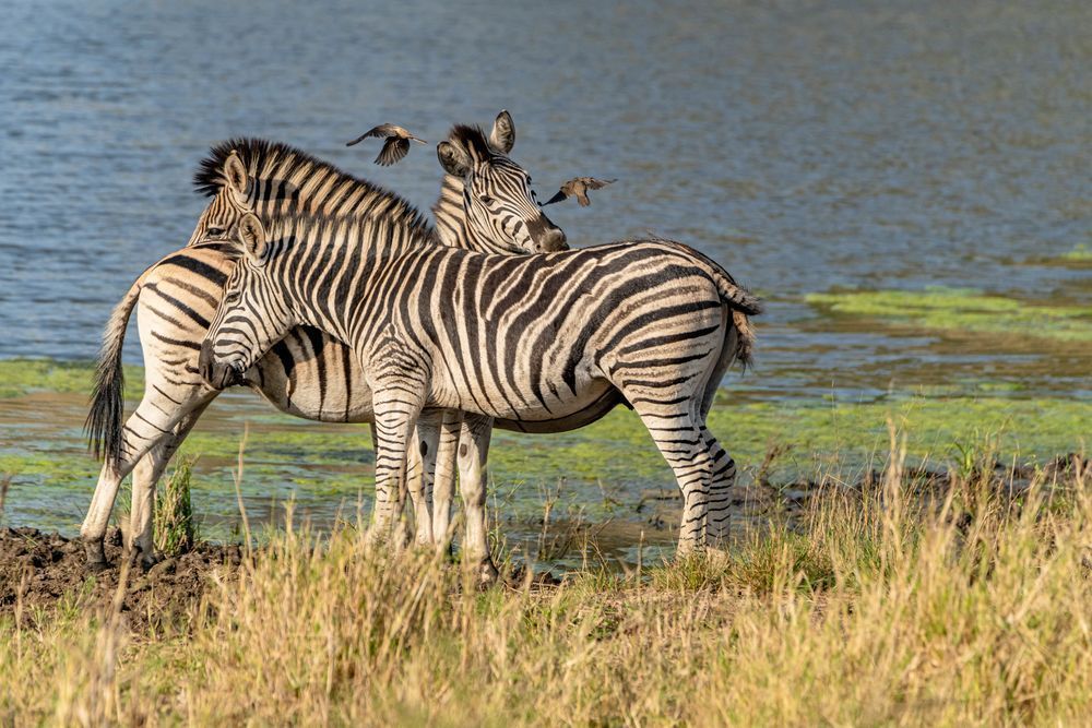 The Zebra Watering Hole Photography Art | kramkranphoto