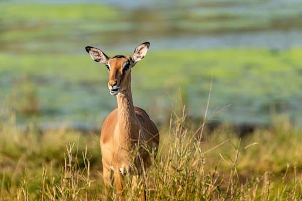 Chow Time Photography Art | kramkranphoto