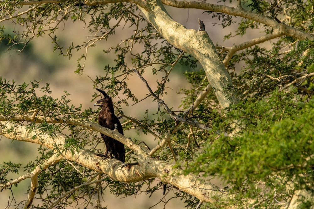 Double Crested Eagle Photography Art | kramkranphoto