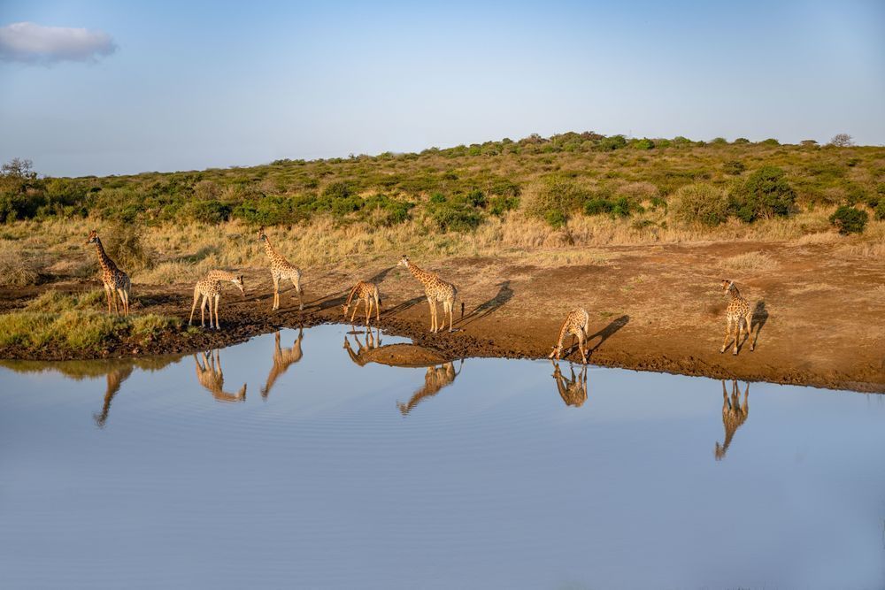 Watering Hole Reflections Photography Art | kramkranphoto