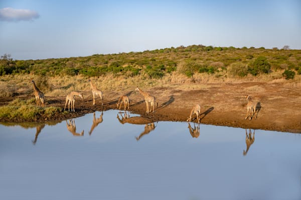Watering Hole Reflections Photography Art | kramkranphoto