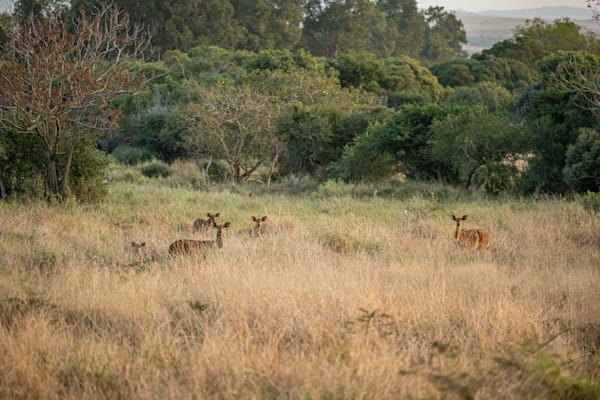 Nyala Dusk Photography Art | kramkranphoto