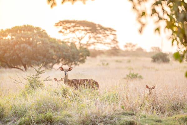 Nyala Twilight Photography Art | kramkranphoto