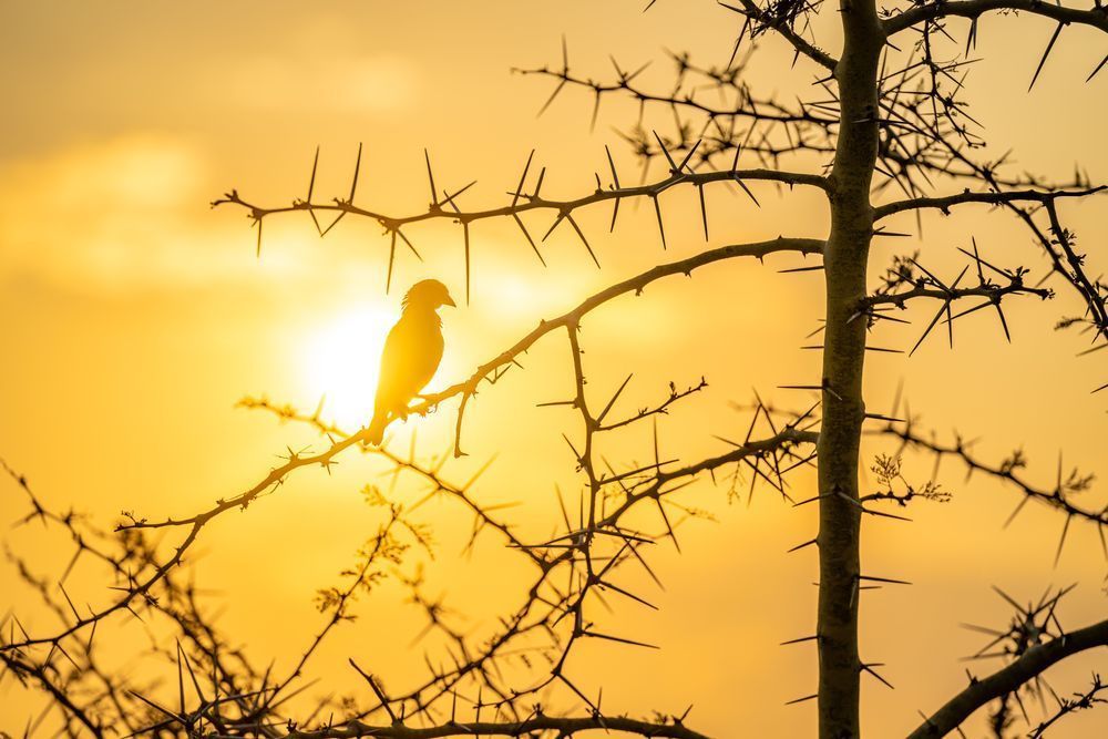 Sunset Weavers Photography Art | kramkranphoto