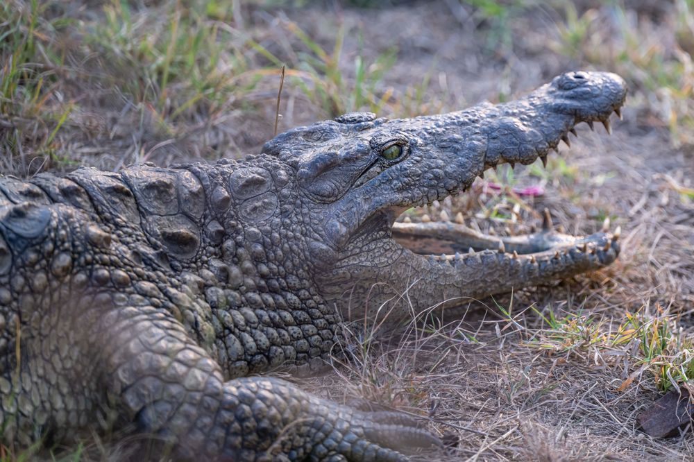 Croc Feed Photography Art | kramkranphoto