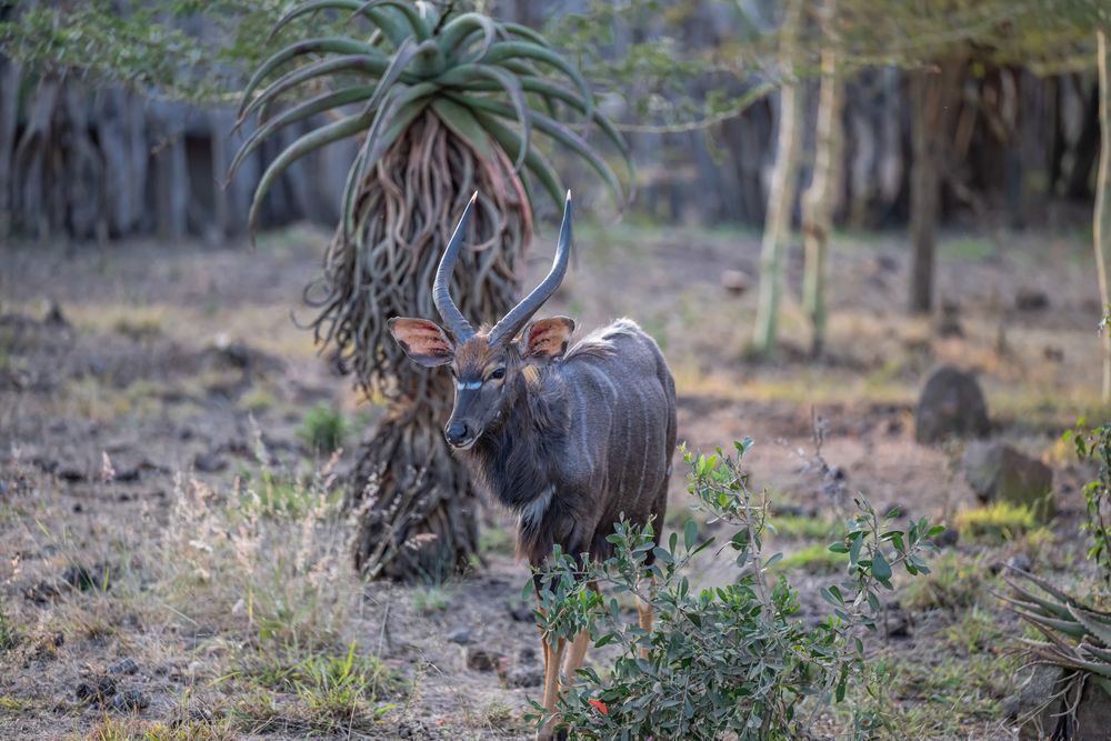 Male Nyala Photography Art | kramkranphoto
