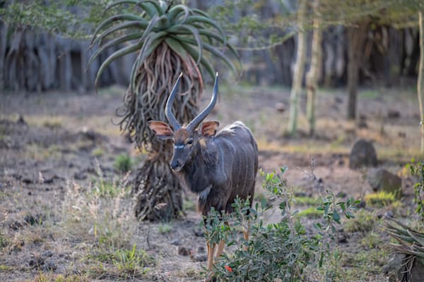 Male Nyala Photography Art | kramkranphoto