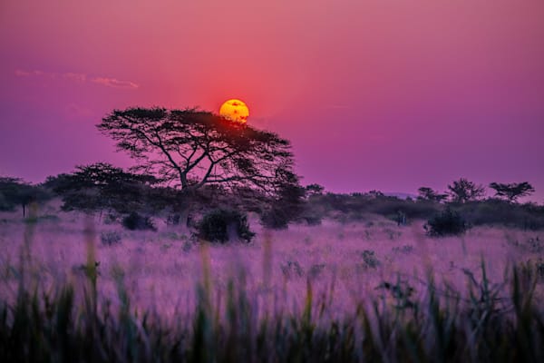 Purple Zulu Haze Photography Art | kramkranphoto