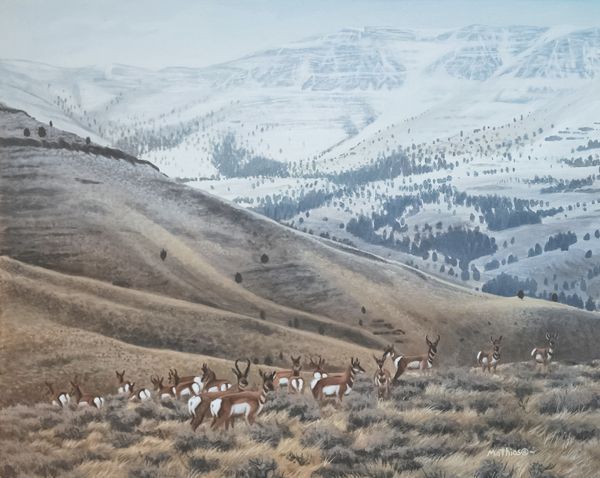 High Country Pronghorn is a print by wildlife artist Peter Mathios.
