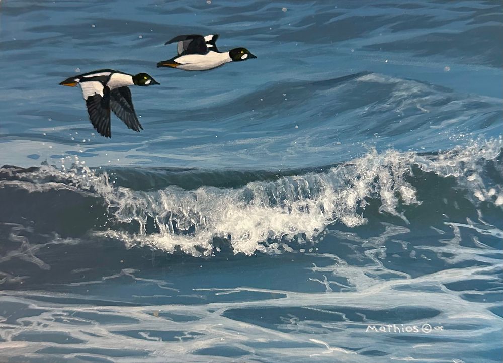 Wingbeats Over the Break - Original Common Goldeneye Painting by ...