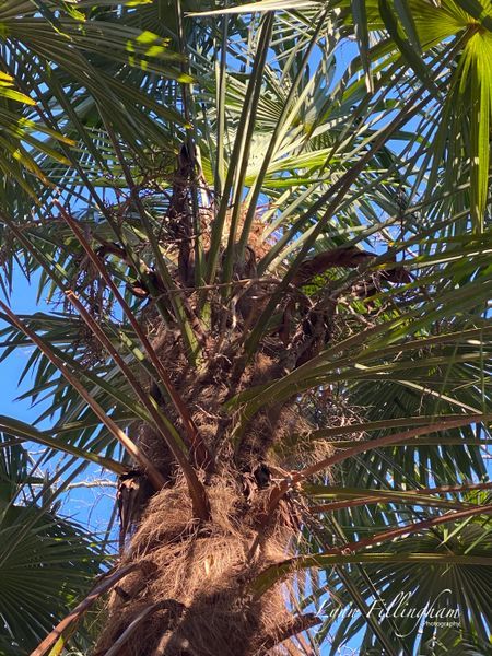Looking Up a Tree