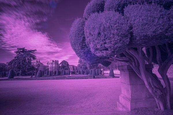 El Retiro in Purple