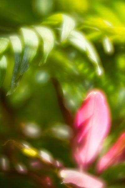 Caracas as a Flower