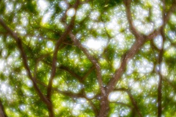 Caracas as a Tree