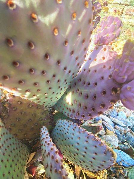 Desert Blush: Las Vegas Purple Cactus Fine Art Print | Erika's Kreations