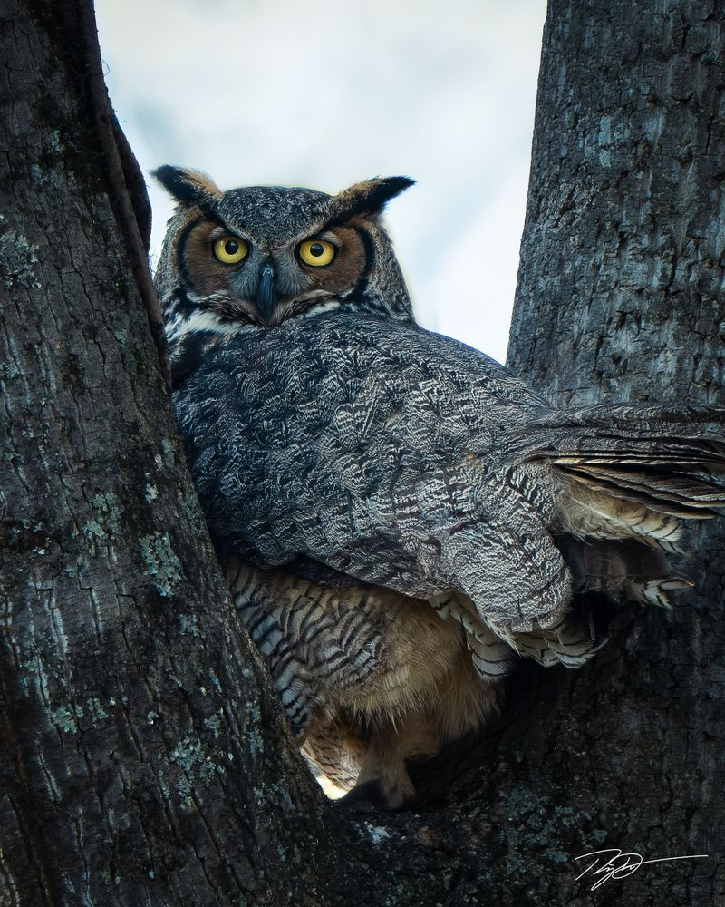 Great Horned Owl On Nest Print