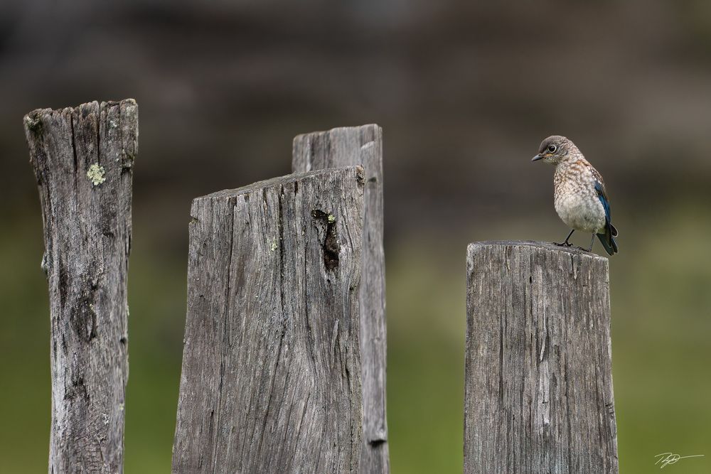 Stumped Blues Photography Art | Roger W. Downes Photography