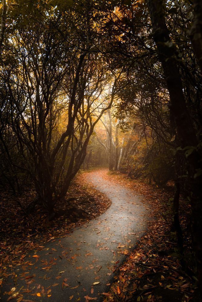 Into The Mist Print
