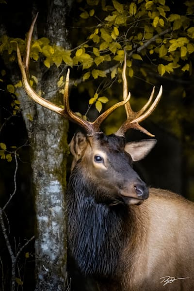 A Young Bull Elk Longs For A Cow Print