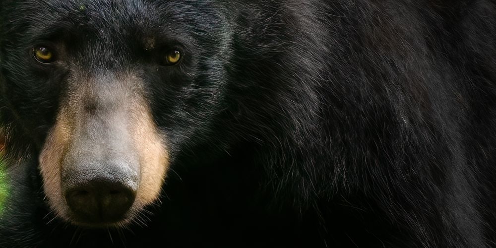 A Soulful Black Bear Print