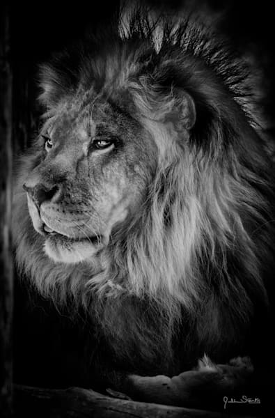 Beautiful Profile of African Lion in B & W