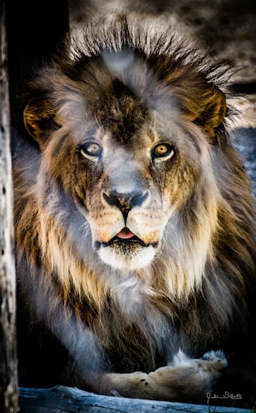 Lion in Cage