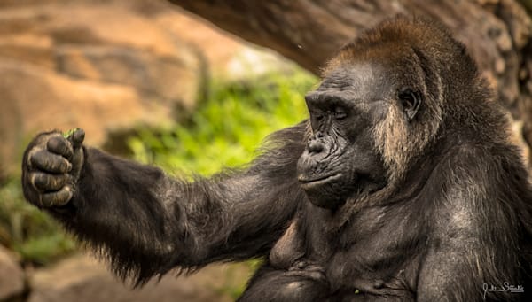 Quiet Please! Gorilla Sleeping