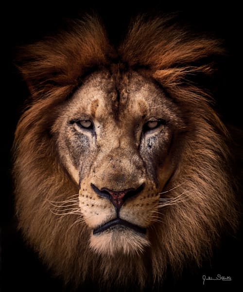 Regal African Lion in Space