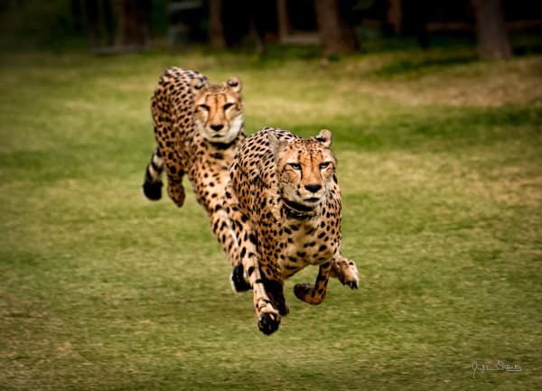 The Cheetah Brothers!