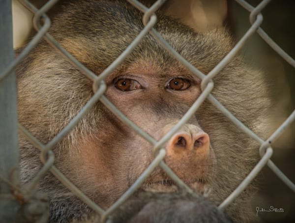 The Sacred Baboon's Eyes don't Lie!