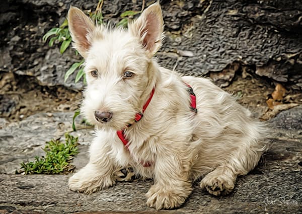 WEST HIGHLAND TERRIER