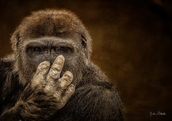 "Flipping off" Gorilla