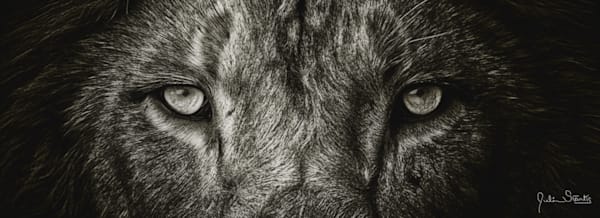 The Lion"s Eyes in B & W - Painted