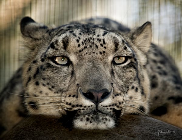Snow Leopard's Gaze