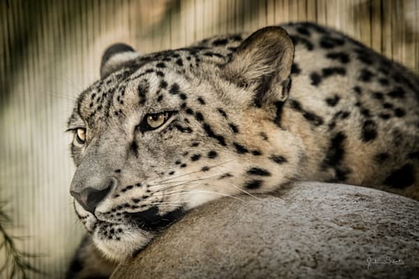 Snow Leopard Chillin' on a Rock