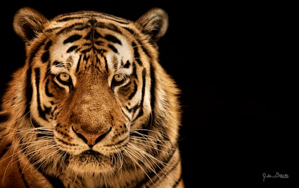 Siberian (Amur) Tiger in Black Space